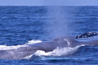 864x352-Blue-whale-2010.JPG