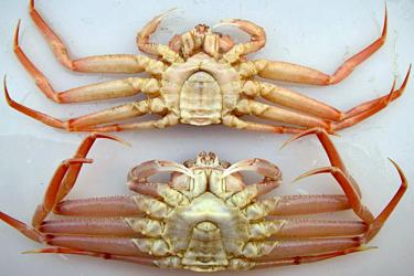 Underside of two crabs
