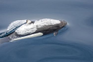 Aerial view of whale swimming in water