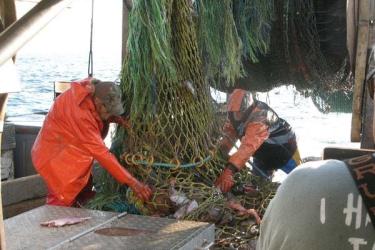 Emptying a trawl net_NOAA Fisheries_John Bullard.jpg