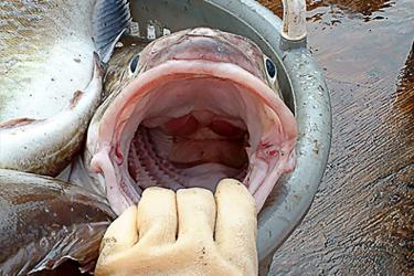 Examining the inside of a fish's mouth.jpg