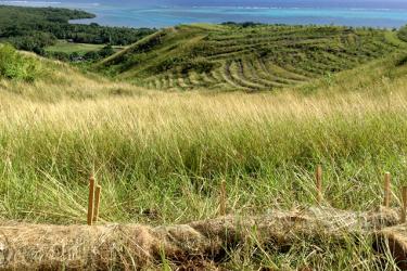 A grassy hillside overlooking the ocean has vetiver grass buffers, fiber mats, and rolls are in place to slow erosion.