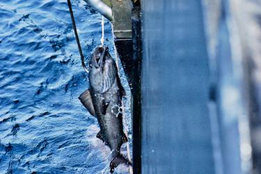 Action shot of sablefish caught during a longline survey