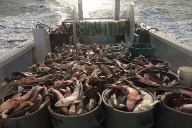 Baskets of spiny dogfish on the stern of a vessel. 