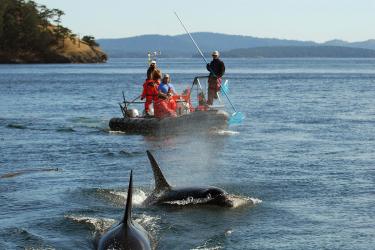 Researcher aboard a small vessel trailing orcas