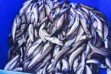 pacific-whiting-sorted-size-westport-wa-towne.jpg