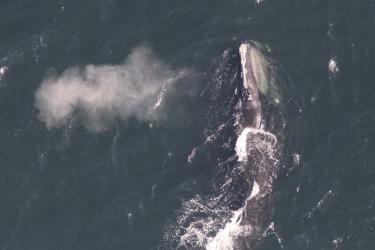 Right whale near surface, the vapors from the blow are on the left of whale. 