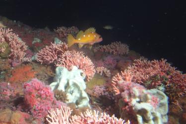 rosy rockfish among california hydrocoral_NOAA.jpg