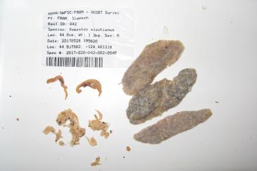 partially digested Pyrosomes and Euphausid prey taken from a Rougheye Rockfish stomach separated into groups