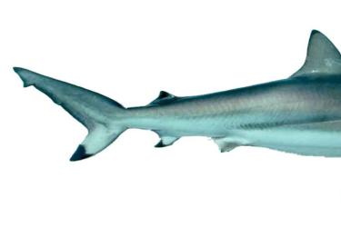 spinner shark.jpg