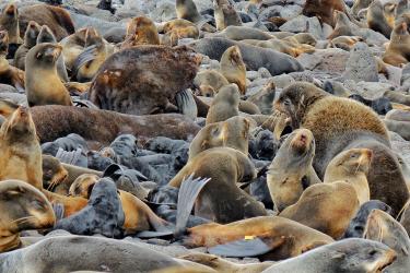 Rookery of northern fur seals 