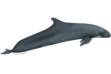  Side profile view of a False Killer Whale.