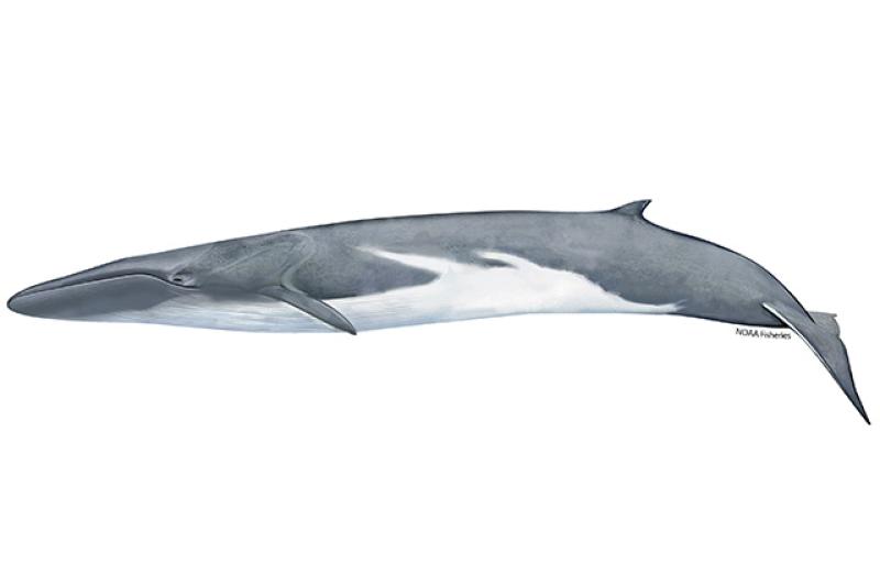 Illustration of fin whale.