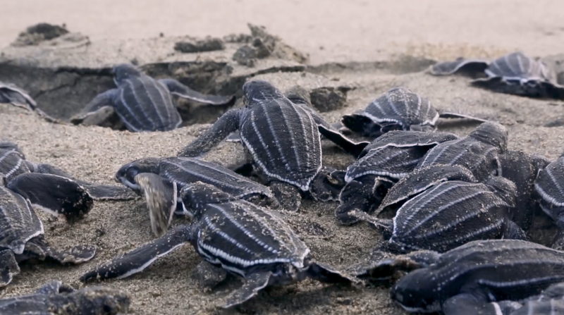 Leatherback hatchlings on a beach.