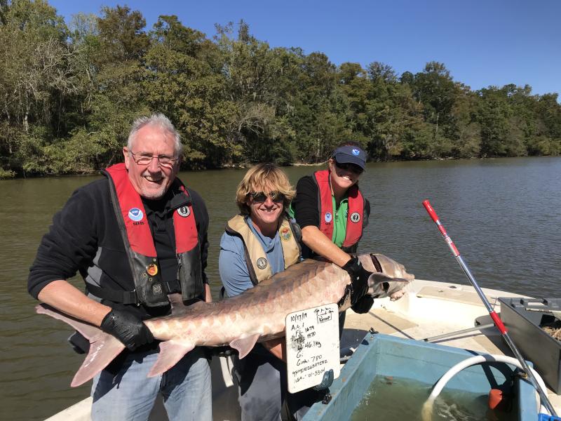 David Hood of the South Carolina Department of Natural Resources, and Fritz Rohde and Twyla Cheatwood of NOAA Fisheries, record measurements of the recaptured Atlantic sturgeon in the Pee Dee River. The fish measured 6 feet long, and weighed 90 pounds. 