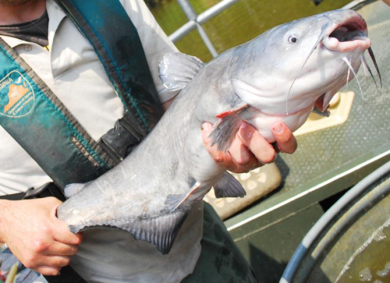 A scientist holds a blue catfish