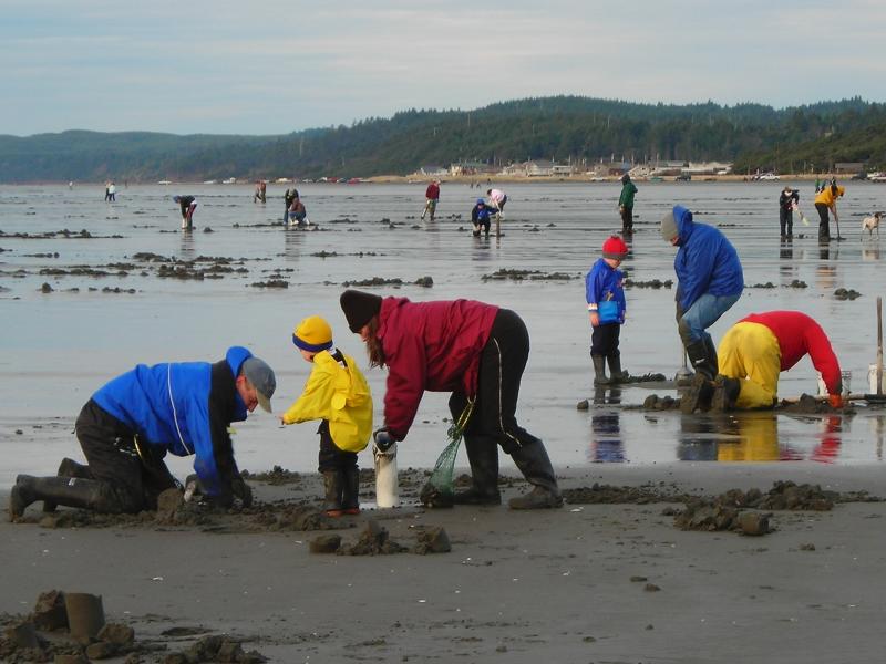 Dozens of warmly-clad beachgoers dig for razor clams on a beach on the Washington coast. 