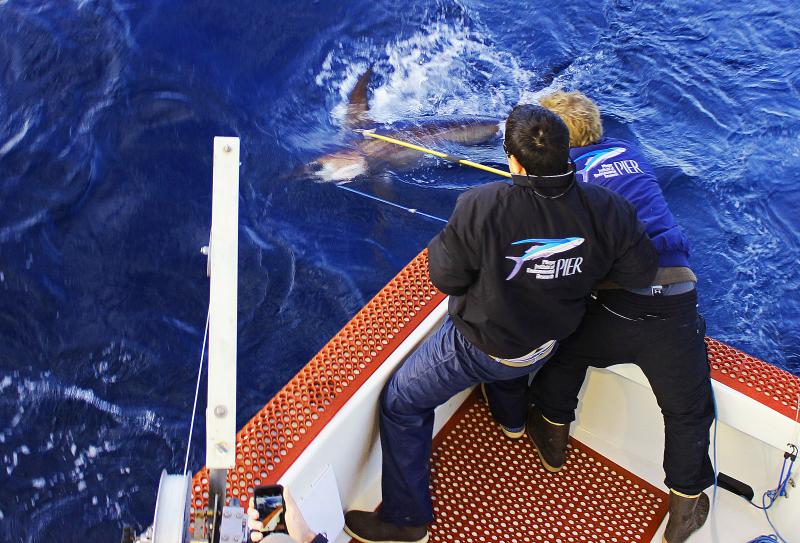 Overhead photo of researchers tagging a swordfish off the bow of a boat