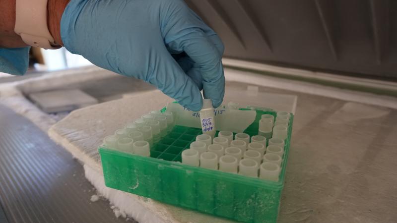 A Milford Lab researcher's latex-gloved hand pulls one OY15 vial from a plastic container full. The container sits on a layer of ice in a freezer.