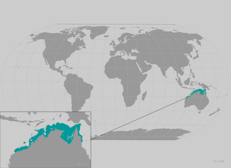 dwarf sawfish range map