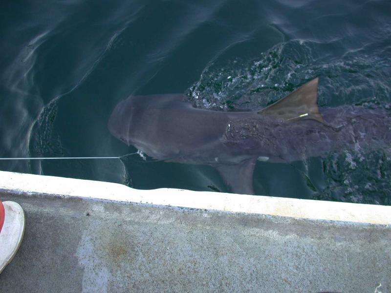 Photo looking down on a gray tiger shark caught on a line and brought up to water surface.