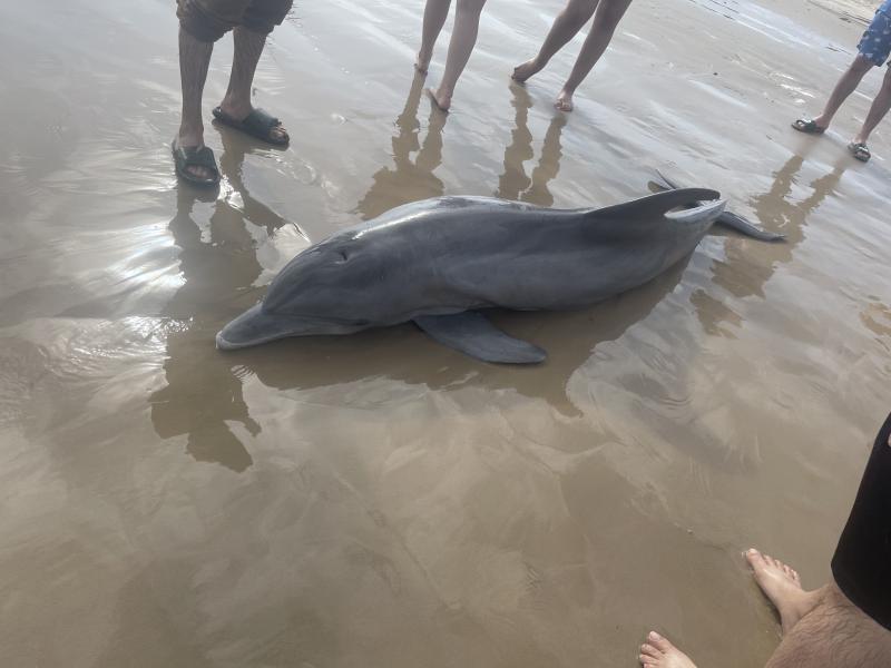 Texas dolphin death