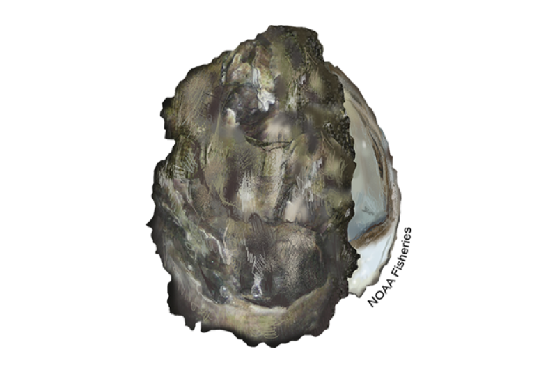 Illustration of Pacific oyster showing gray, cupped shape shell and white inside. NOAA Fisheries text wraps along side of shell. Credit: NOAA Fisheries/Jack Hornady