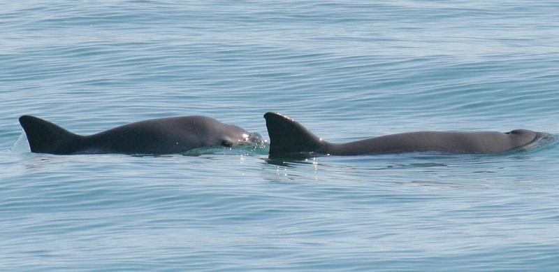 Photograph of a mother vaquita and her calf surfacing in the waters off San Felipe, Mexico. As recently as Fall 2021 vaquitas were seen with calves. Credit: Paula Olson, 2008.