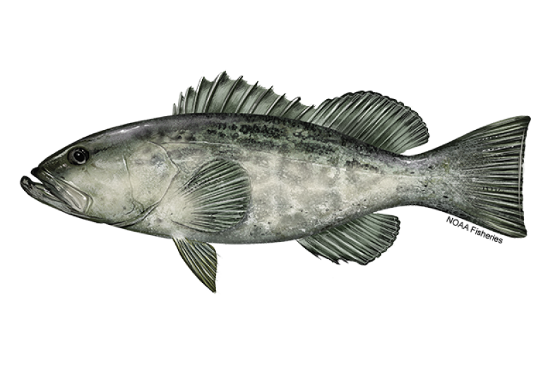 Side-profile illustration of a black grouper fish with olive gray body and black blotches. Credit: NOAA Fisheries/Jack Hornady