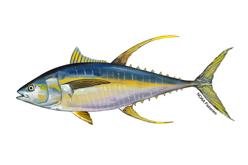 Side-profile illustration of yellowfin tuna fish with bright yellow fins and finlets. Body is blue on the top, white on the underside, and there's a yellow stripe along the side. Credit: NOAA Fisheries/Jack Hornady