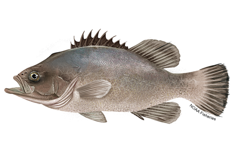 Side-profile illustration of a silvery gray wreckfish with some buish gray on its back. Wreckfish has blackfish brown fins and a big head and mouth. Credit: NOAA Fisheries/Jack Hornady