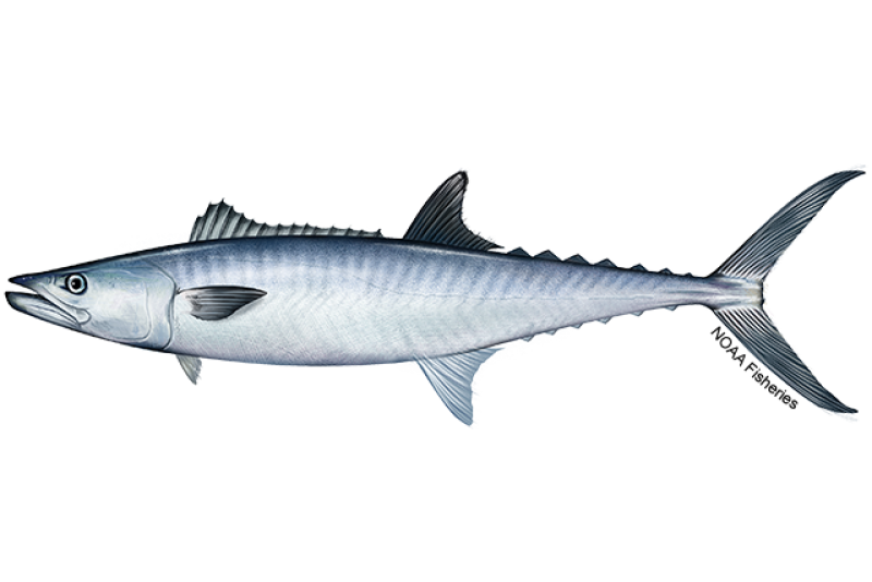 Side-profile illustration of a narrow, silvery king mackerel fish with darker, gray coloring on its back. Credit: NOAA Fisheries/Jack Hornady