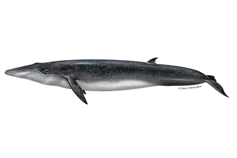 Left-facing illustration of dark, sleek Bryde's whale with white underside.