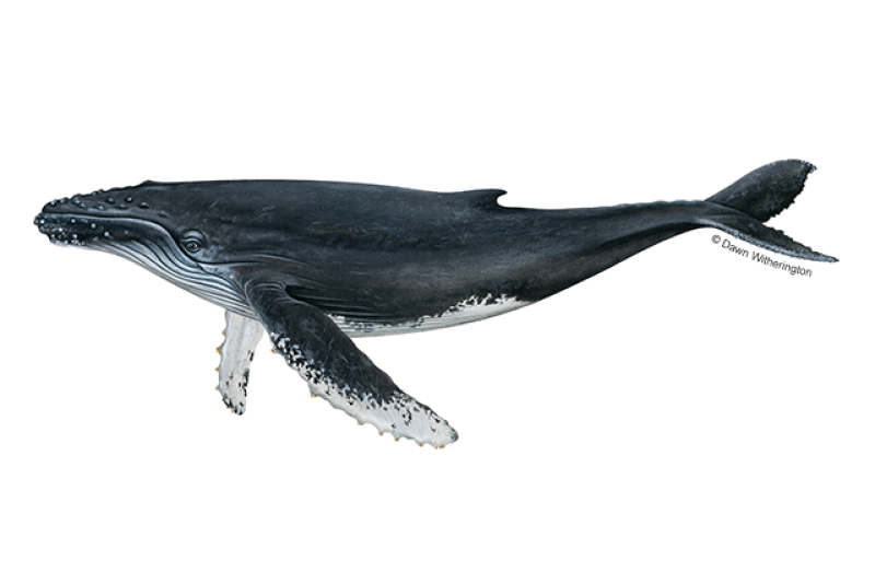 Left-facing illustration of mostly black Humpback whale with white on underside and pectoral fins and distinctive hump on back.