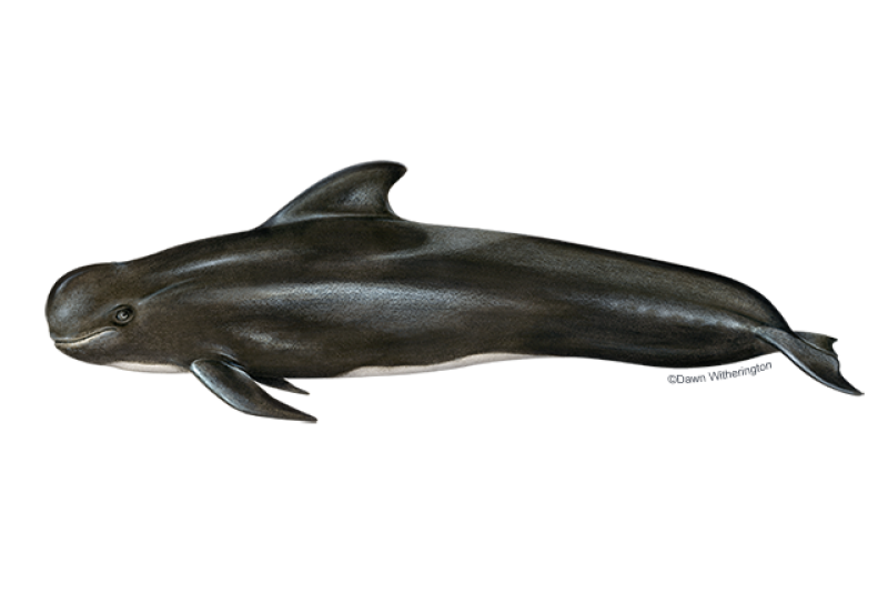 Left-facing illustration of short-finned pilot whale with mostly black body, white underside, and bulbous melon head