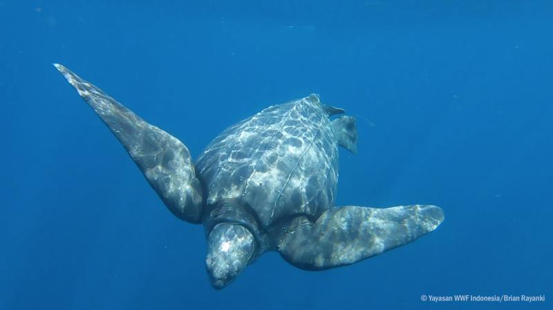 A leatherback turtle swimming in the waters of the Kei Islands, Indonesia.
