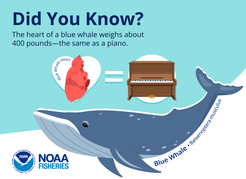 an infographic says "Did you know? The heart of a blue whale weighs about 400 pounds--the same as a piano. It shows an illustration fo a whale whale with its standard and latin name below it. Between the text and the whale are images of a blue whale heart, an equal sign, and a piano illustration.