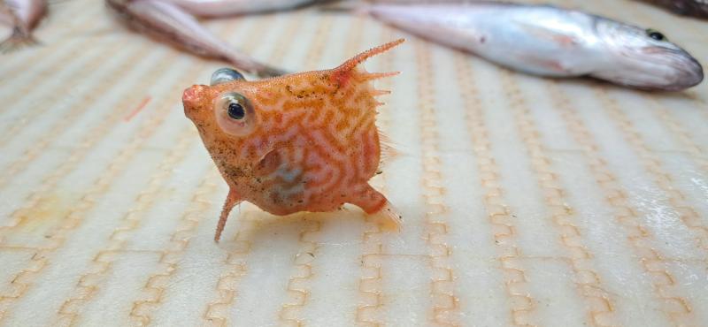 A small orange and white patterned fish sits on top of a white surface.