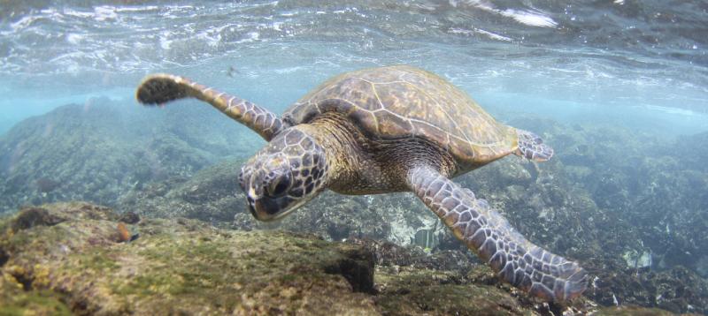 Green sea turtle foraging in the shallow waters off Kona, Hawai‘I Island.