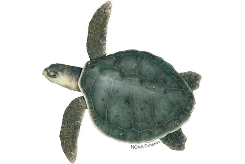 640x427-kemps-ridley-turtle.png