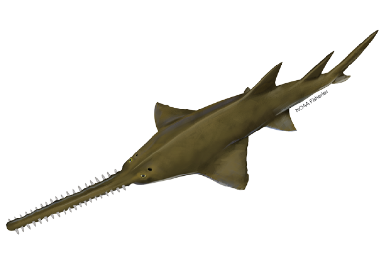 640x427-largetooth-sawfish.png