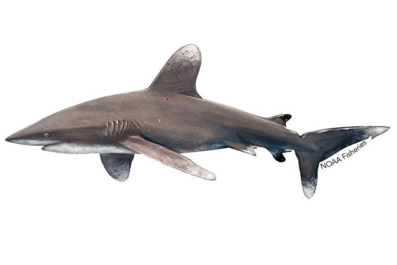 640x427-oceanic-whitetip-shark.png
