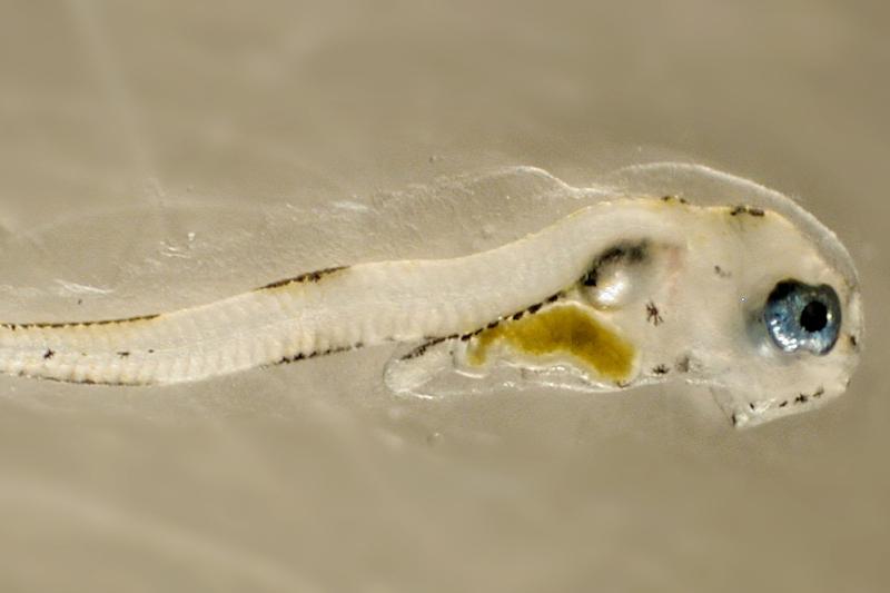 Close view of a pollock larvae 