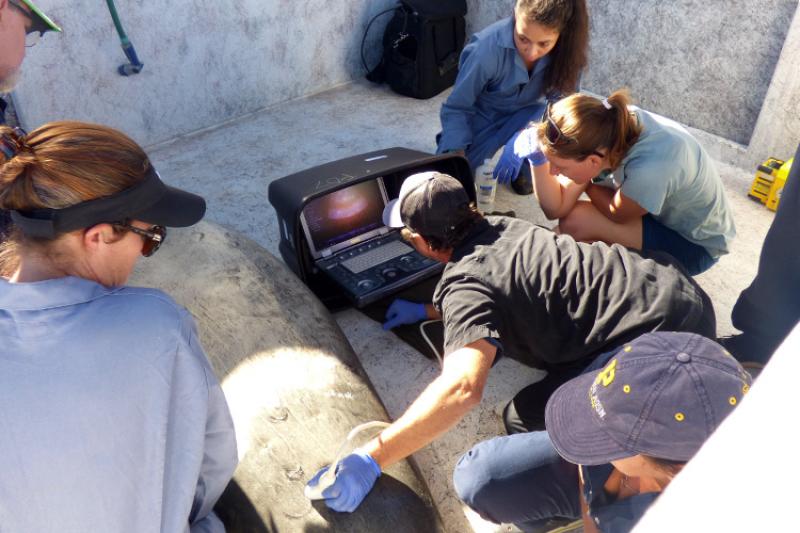NOAA team conducting an ultrasound exam on a female Hawaiian monk seal to assess RO28/Pōhaku's condition.