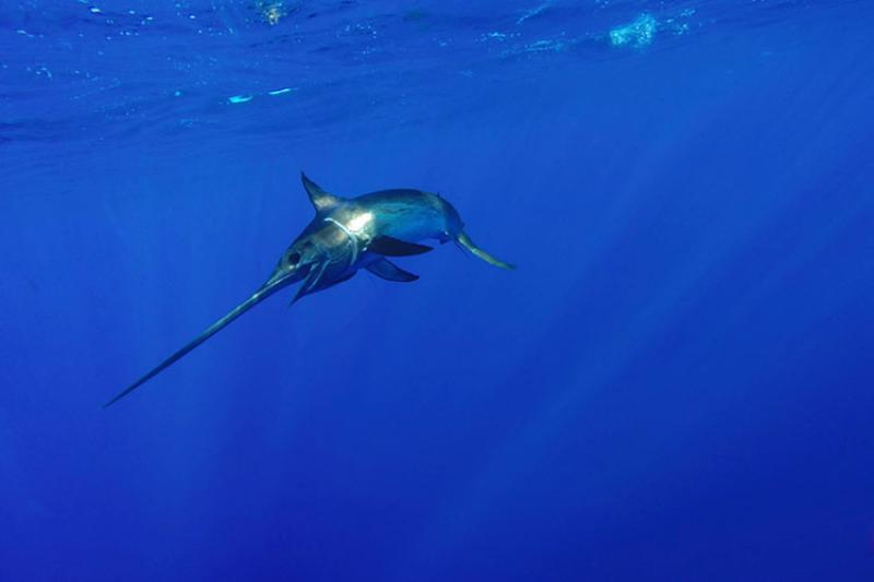 Swordfish with distinguishing long, flattened bill swimming alone in deep blue ocean waters.