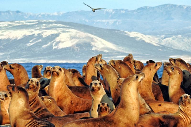Group of sea lions with mountains in background 