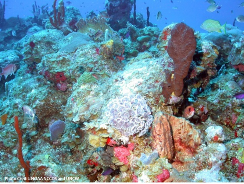 Carib-coral-SERO.png