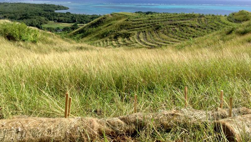 A grassy hillside overlooking the ocean has vetiver grass buffers, fiber mats, and rolls are in place to slow erosion.