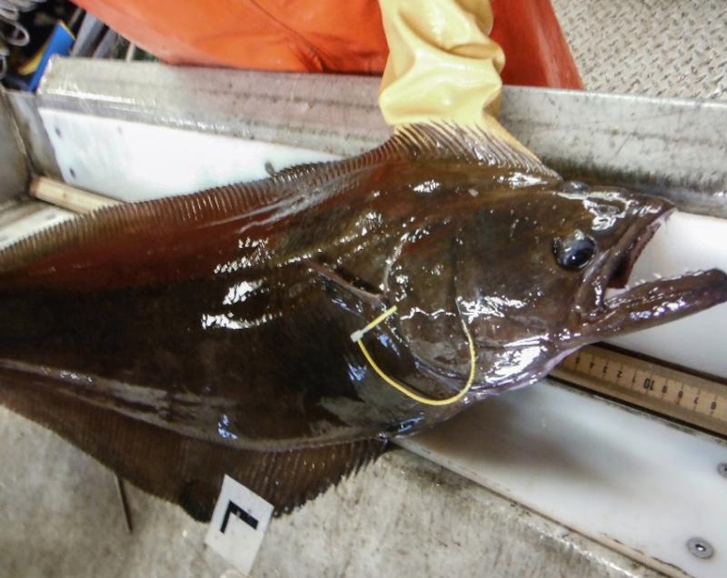 Large wet brown fish being held on near a ruler for measuring 