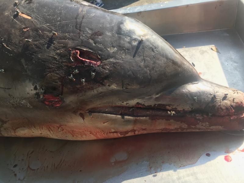 Impaled Dolphin_2019_Photo credit FWC.jpg